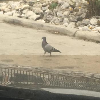 , 22  female escort, San Antonio